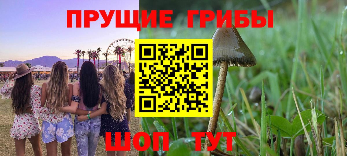 Галлюциногенные грибы Cubensis Верхняя Пышма